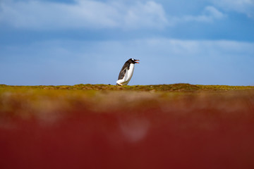 ペンギン ブリーカー島 フォークランド諸島 Bleaker Island