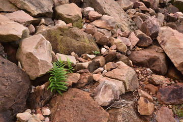 Ferns growing on a rocky ledge