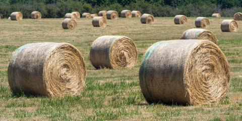 Massed Hay Bales in a Roll out in. a field 