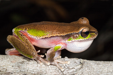 Blue Mountains Tree Frog calling with vocal sac inflated