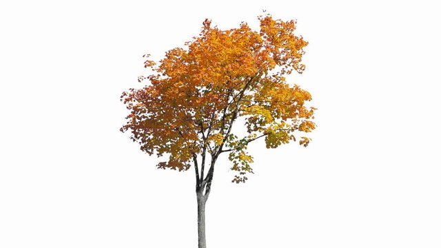 High quality 10bit footage of autumn tree on the wind isolated on white background.  Made from 14bit RAW
