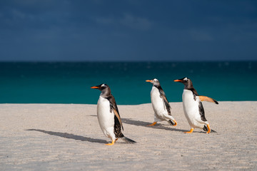 Obraz na płótnie Canvas ペンギン ブリーカー島 フォークランド諸島 Bleaker Island