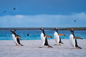 Obraz premium ペンギン ブリーカー島 フォークランド諸島 Bleaker Island