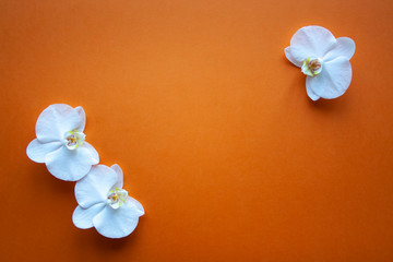 Three orchid flowers on beauty orange background top view. Backdrop with place for text, sale, design, women day, holiday, spa, cosmetics
