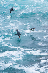 Fototapeta premium ペンギン ブリーカー島 フォークランド諸島 Bleaker Island