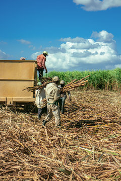 Sugarcane harvest, men carrying the cane to the cart