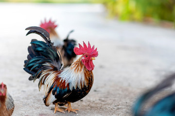 Bantam breed chicken. The Serama (Malay: Ayam Serama)