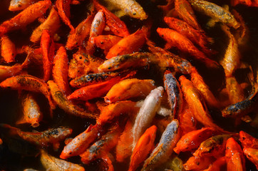 Close of up Koi fish feeding at the surface of Yu Yuan Gardens pond in Shanghai China