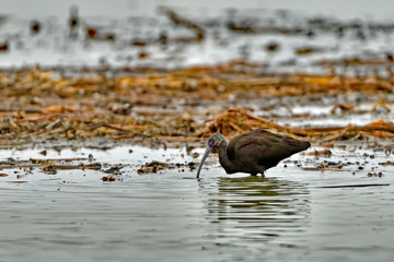 Glossy Ibis at Merced Wildlife Refuge, California, USA