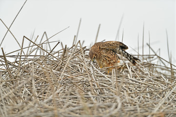 Cooper's Hawk in the Nest at Merced Wildlife Refuge, California, USA