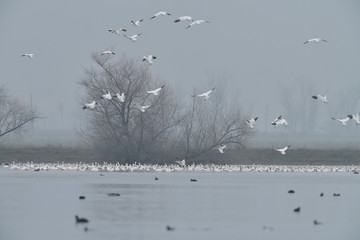 Snow Geese at Merced Wildlife Refuge, California, USA