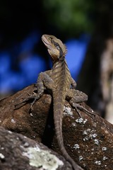 Eastern water dragon (Intellagama lesueurii) soaking up the sun on a rock. 