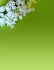 White delicate flowers on a green gradient background. Vertical photo. Spring, flowering. Flower card. Space for text