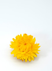 One bright dry flower on a light background.