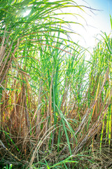 Sugarcane harvest, green cane plant 