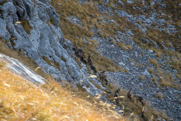 A herd of chamoises on a steep terrain