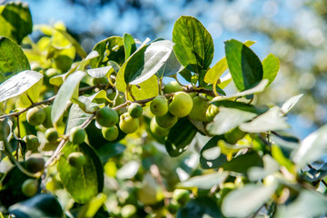 Jujube Thai,Jujube Garden with green leaves on the tree Fresh jujube Planted in Thailand