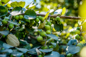 Jujube Thai,Jujube Garden with green leaves on the tree Fresh jujube Planted in Thailand
