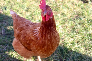 Roostie the Rooster