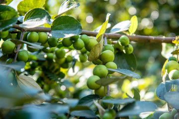 Jujube Thai,Jujube Garden with green leaves on the tree Fresh jujube Planted in Thailand