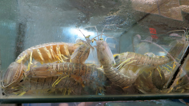 Aquarium with live crustations in Hong Kong restaurant