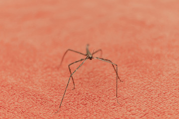 A stick-stick (Latin Phasmatodea) sits on a terry towel at home