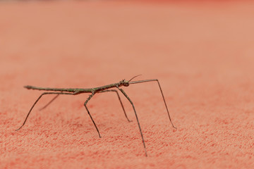 A stick-stick (Latin Phasmatodea) sits on a terry towel at home