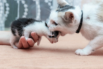 Fototapeta na wymiar Black and white newborn kitten in a female palm, cat mom wants t