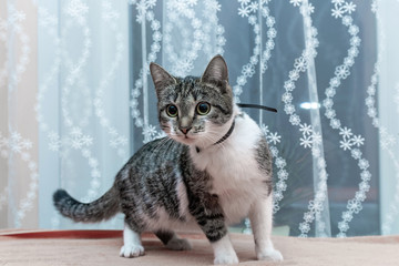 A gray and white cat looks curiously into the distance