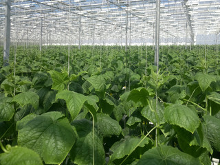 Cucumber farm greenhouse. Growing organic cucumbers in a greenhouse. Cucumbers harvest.