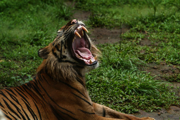 Fang