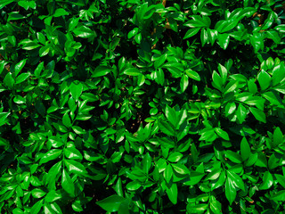 Shrub plant color green is a wall of natural growth beautiful