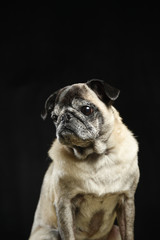 Obraz premium パグ