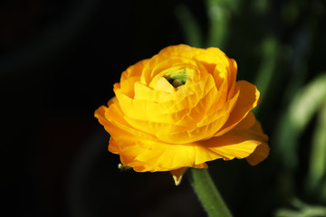 Yellow buttercup, graceful and luxurious, comparable to peony