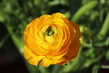 Yellow buttercup, graceful and luxurious, comparable to peony