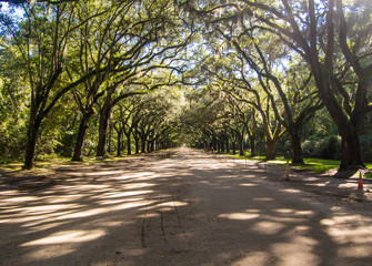 Canopy trees of Savannah