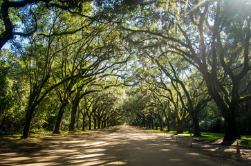 Canopy trees of Savannah