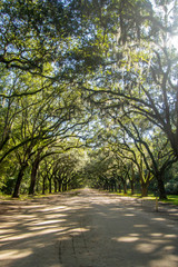 Beautiful canopy trees over dirt road