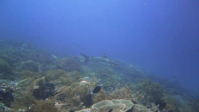 A beautiful blacktip reef shark is swimming along the coral reef and turn around in Raja Ampat, Indonesia