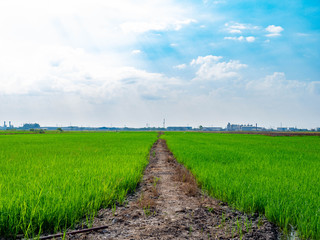 Fototapeta na wymiar Green rice plants in the growing fields,Swamp rice plant, Background is blue sky and White clouds Beautiful nature in Ayutthaya Thailand,Tourist attraction
