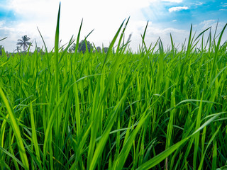 Obraz premium Green rice plants in the growing fields,Swamp rice plant, Background is blue sky and White clouds Beautiful nature in Ayutthaya Thailand,Tourist attraction