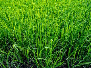 Green rice plants in the growing fields,Swamp rice plant, Background is blue sky and White clouds Beautiful nature in Ayutthaya Thailand,Tourist attraction