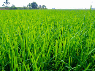 Green rice plants in the growing fields,Swamp rice plant, Background is blue sky and White clouds Beautiful nature in Ayutthaya Thailand,Tourist attraction