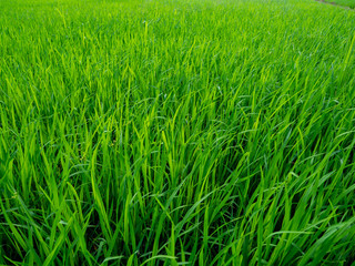 Green rice plants in the growing fields,Swamp rice plant, Background is blue sky and White clouds Beautiful nature in Ayutthaya Thailand,Tourist attraction