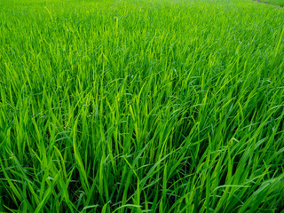 Obraz premium Green rice plants in the growing fields,Swamp rice plant, Background is blue sky and White clouds Beautiful nature in Ayutthaya Thailand,Tourist attraction
