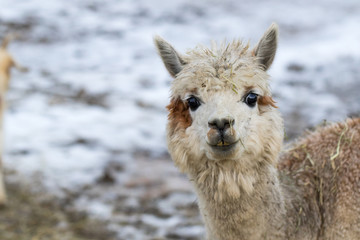 Naklejka na ściany i meble Close up of White Alpaca Looking Straight Ahead. Beautiful llama farm animal at petting zoo.