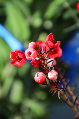 Blooming red wax plum, a very festive flower, the Chinese like to use it as a decorative flower for the Chinese New Year