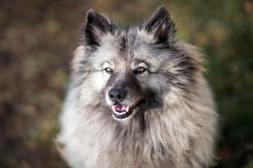 Gray dog Keeshond