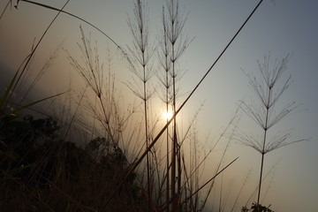 View of the sun through some grasses