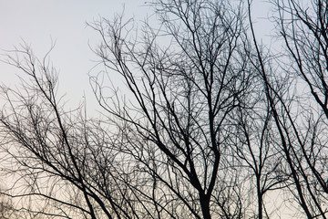 Fototapeta na wymiar Leafless tree branches in the morning